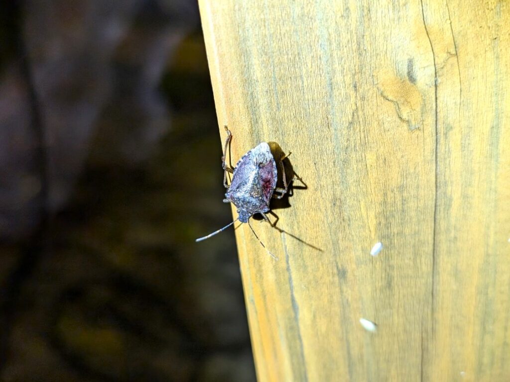 家に出るカメムシ
