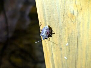 家に出るカメムシ
