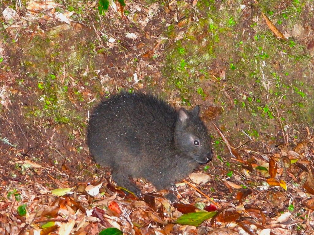 林道に出てきたアマミノクロウサギ