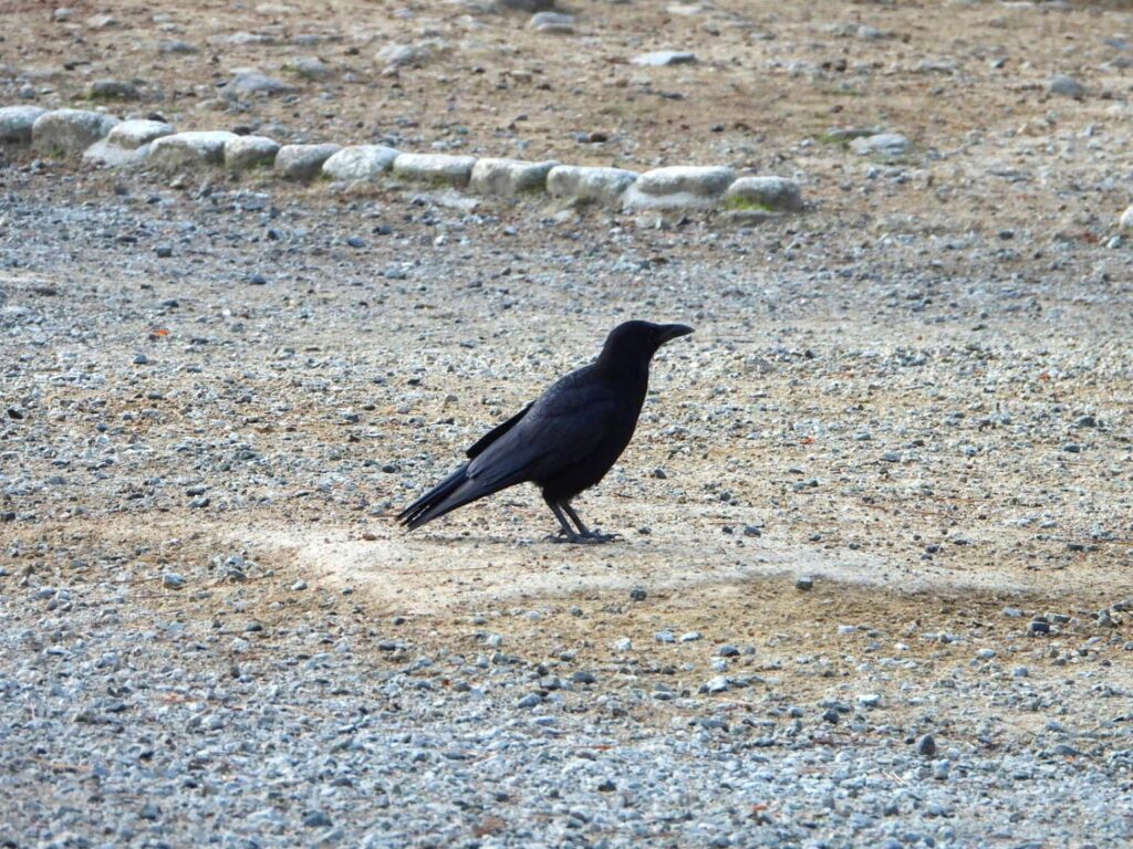 砂利の上に立つハシボソガラス