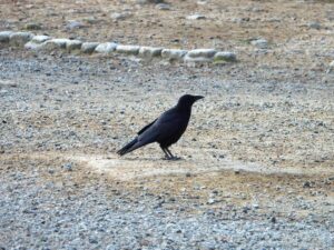 砂利の上に立つハシボソガラス