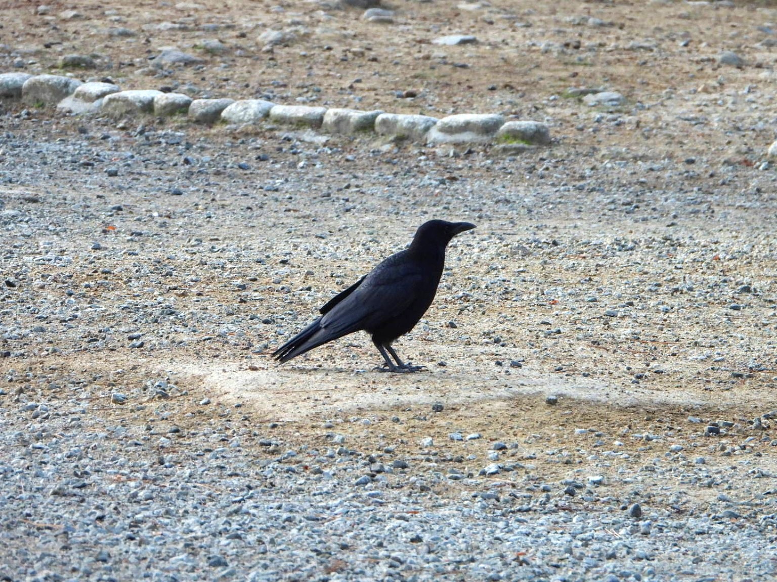 砂利の上に立つハシボソガラス