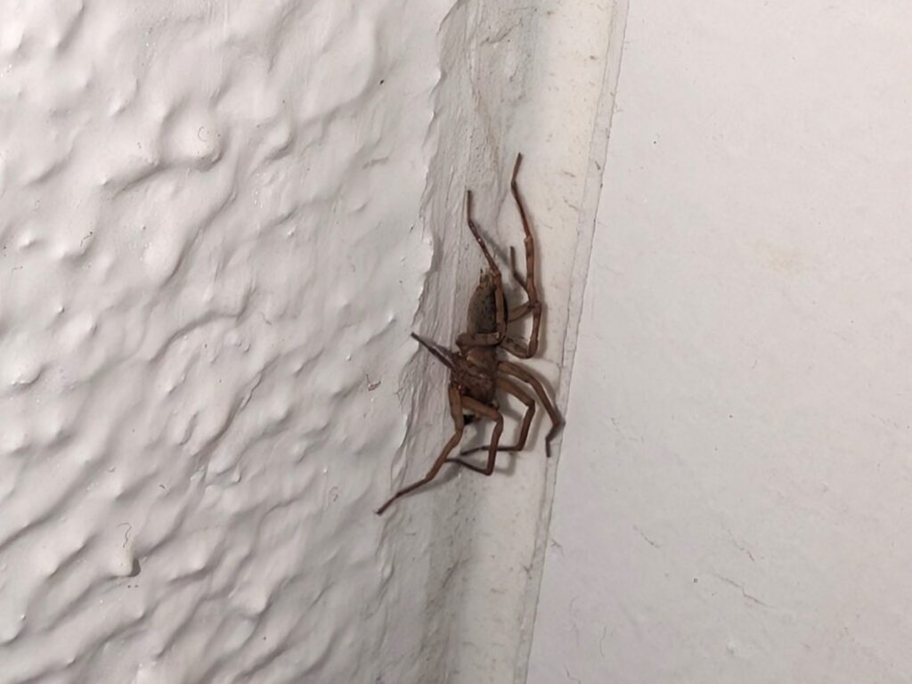 家に出た蜘蛛