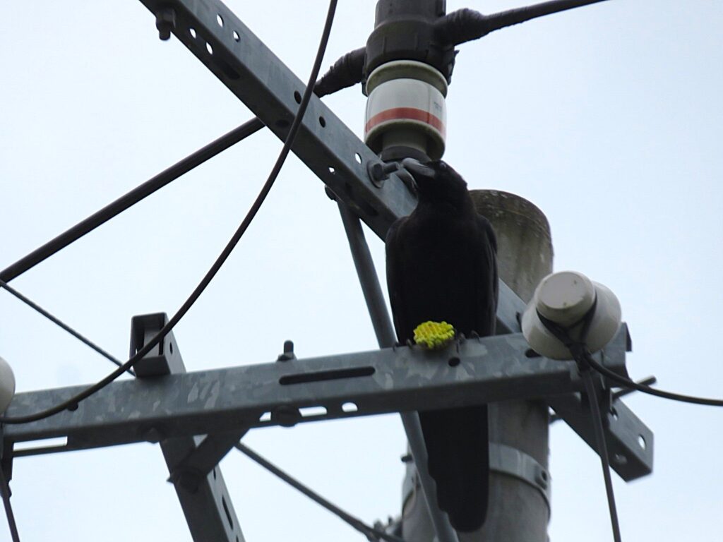 電柱の上にいるハシブトガラス