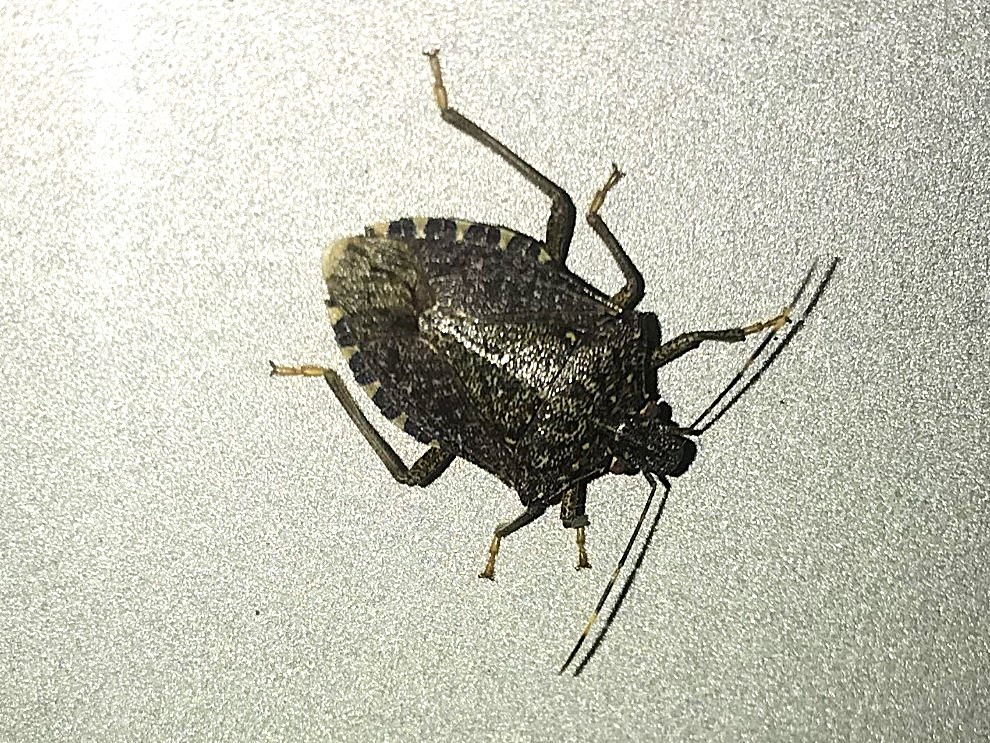 壁につくクサギカメムシ