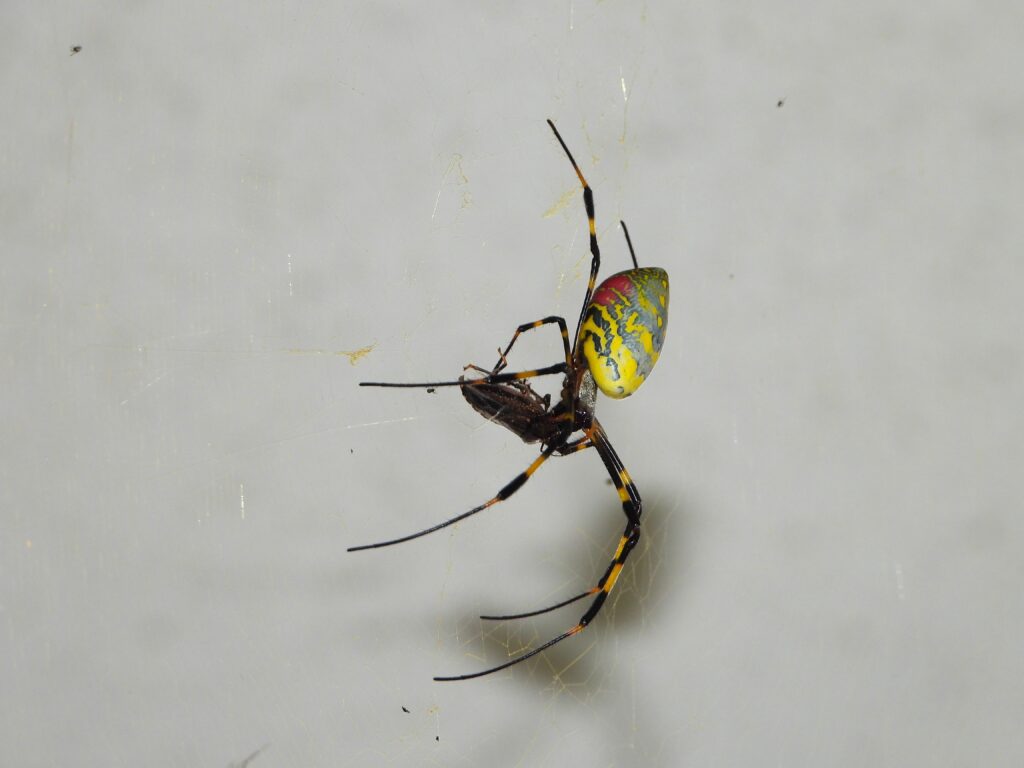 虫食べるジョロウグモ