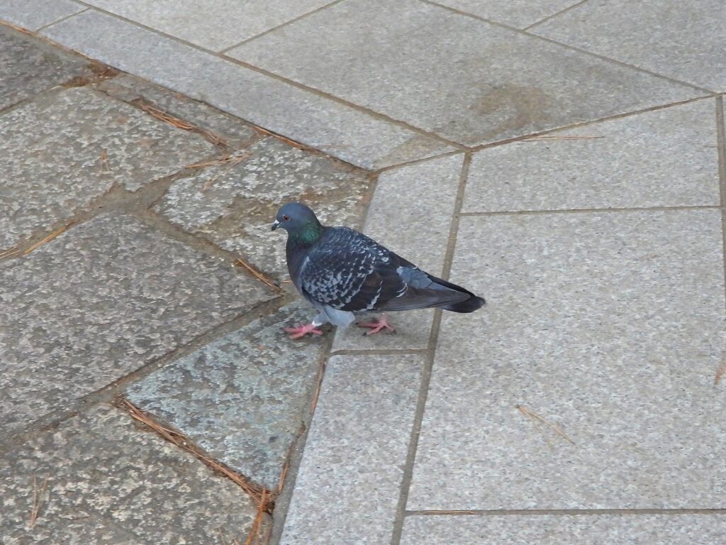公園を歩く鳩