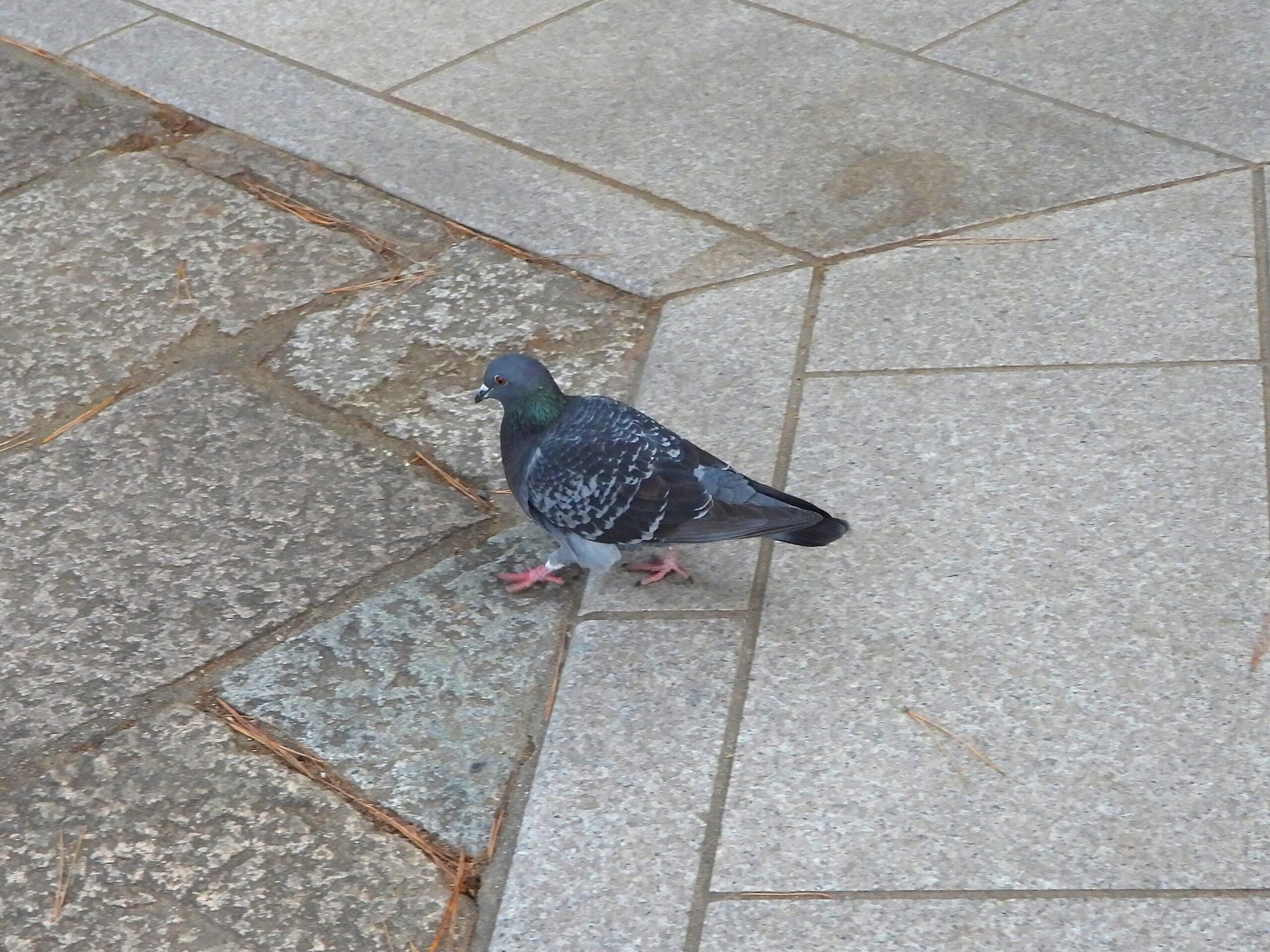 公園を歩く鳩