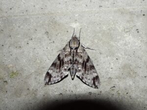 家に出た大きい蛾