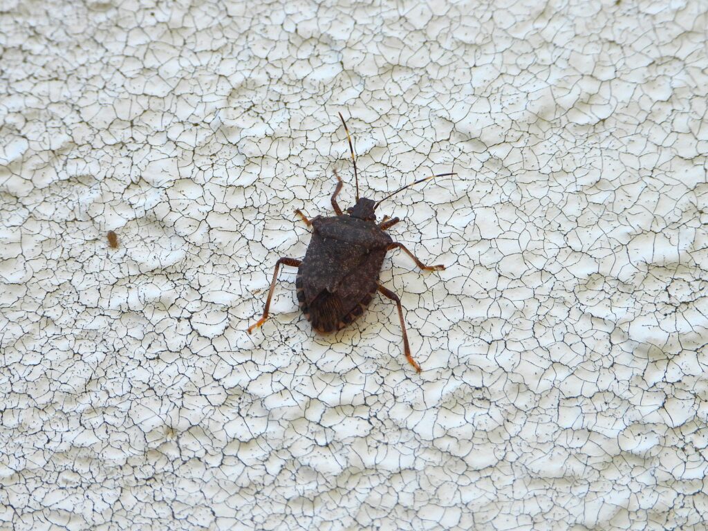 壁につくクサギカメムシ