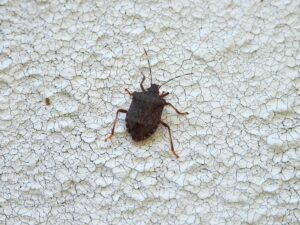 壁につくクサギカメムシ