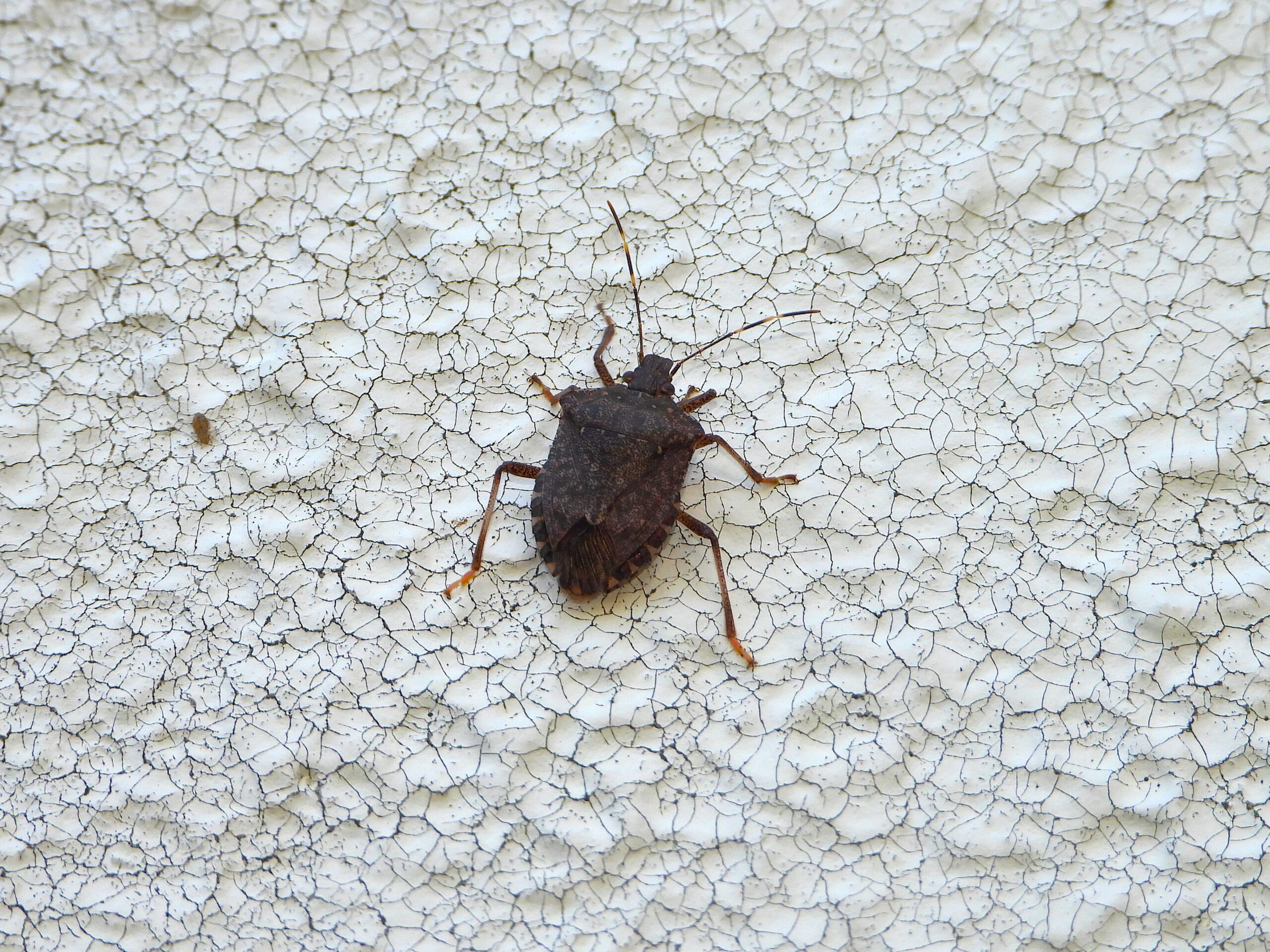 壁につくクサギカメムシ
