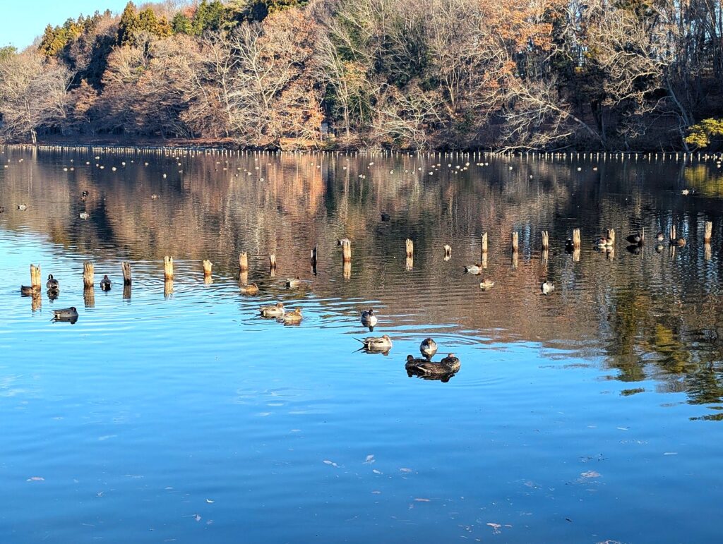 栃木県井頭公園での野鳥観察