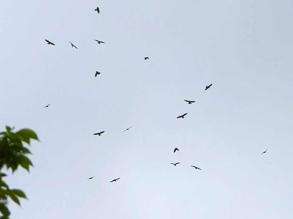 サシバの鷹柱