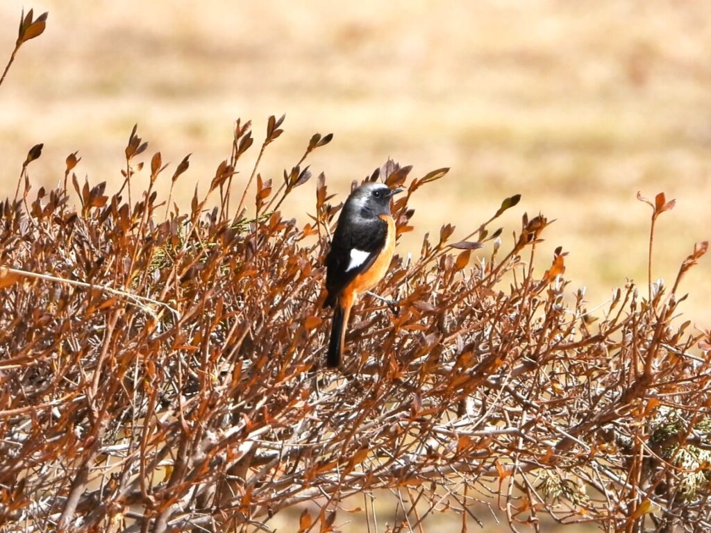 公園に現れたジョウビタキ