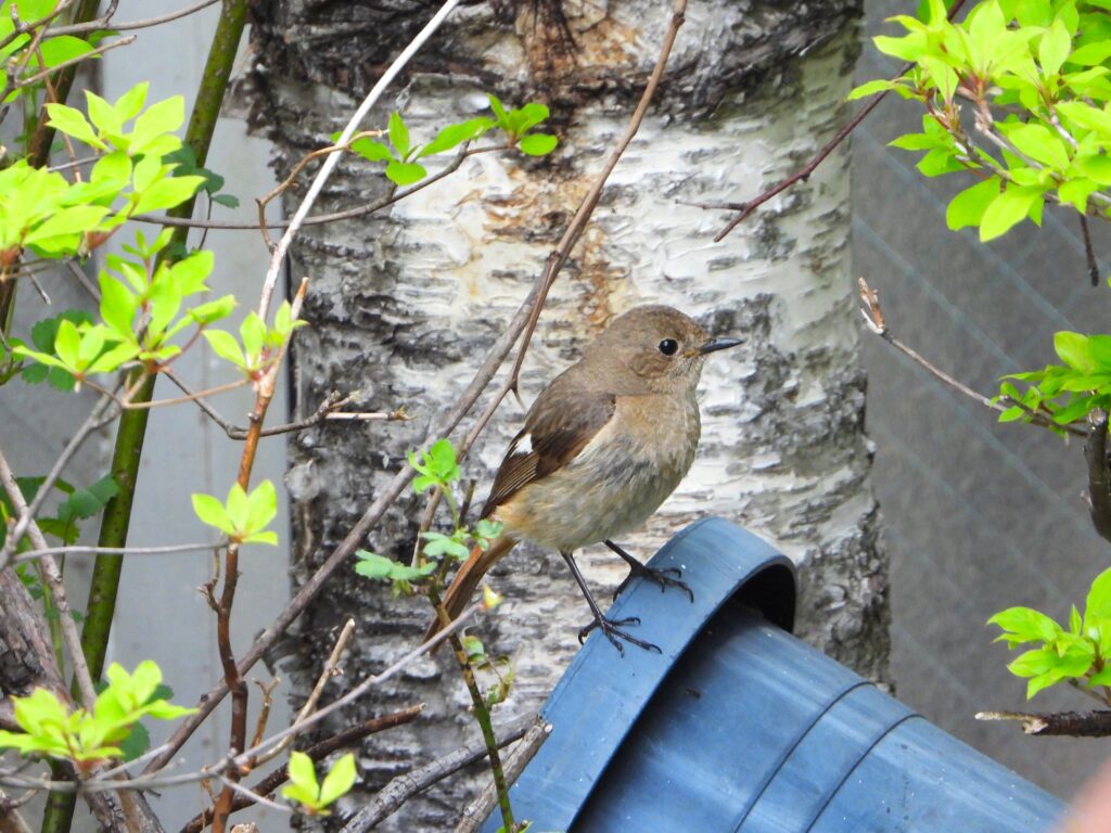 ジョウビタキの♀