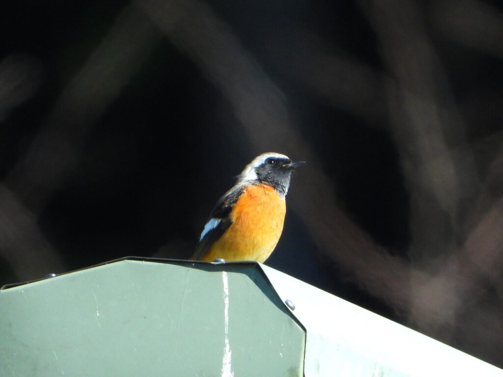 屋根にとまるジョウビタキ