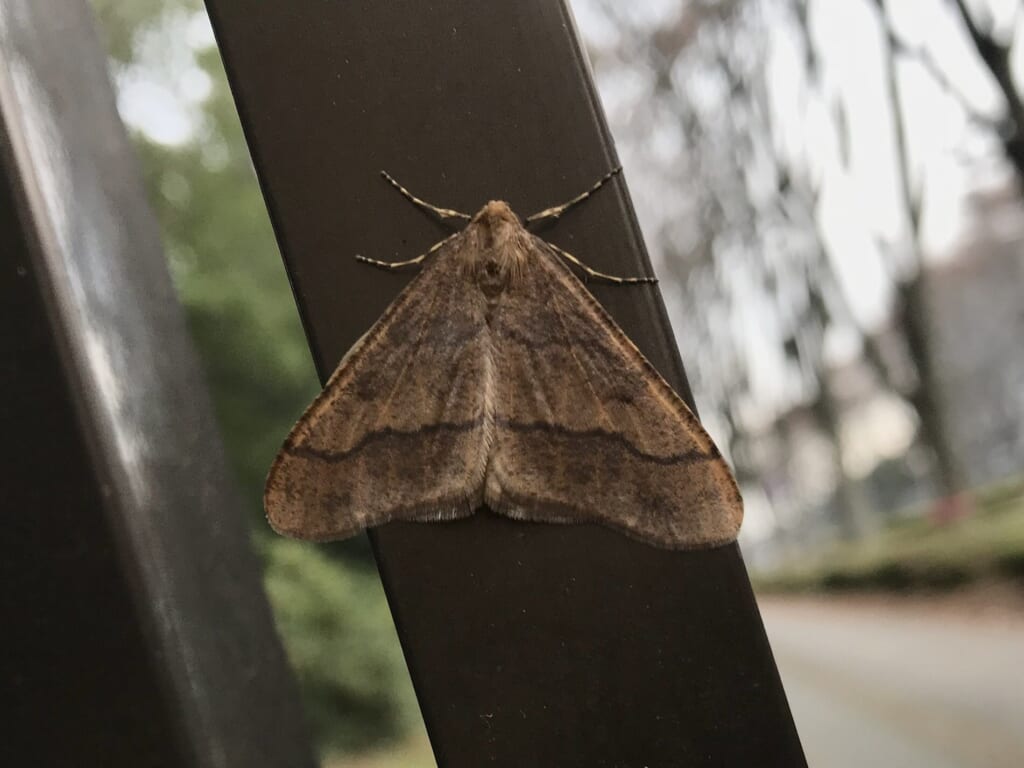冬に活動するチャバネフユエダシャクの成虫