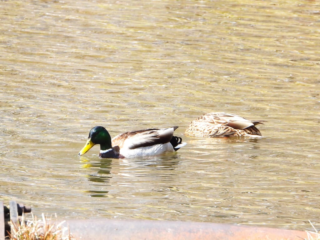 池を泳ぐマガモ