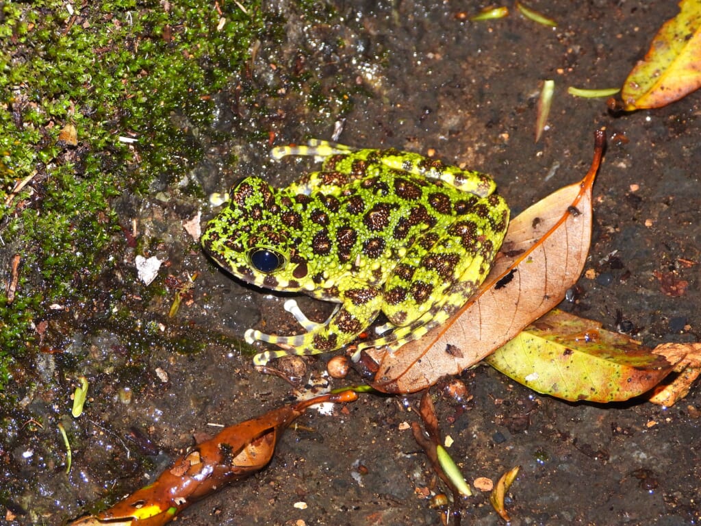 林道に出てきたアマミイシカワガエル