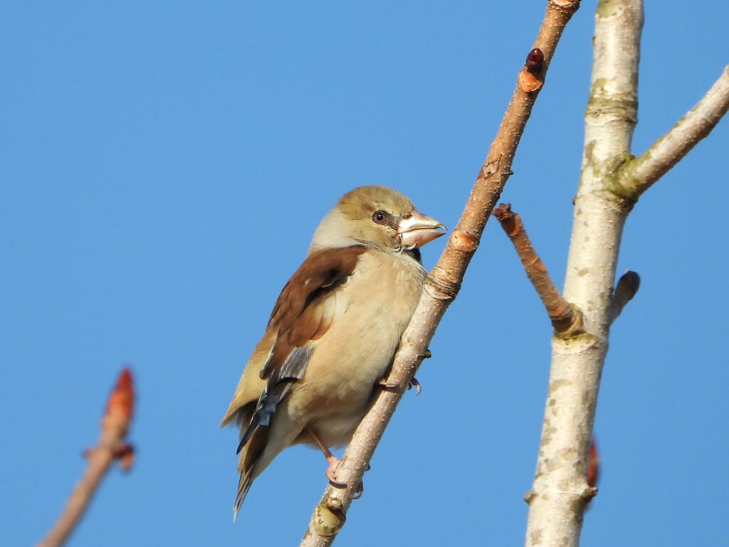 木の枝にとまる冬の野鳥シメ