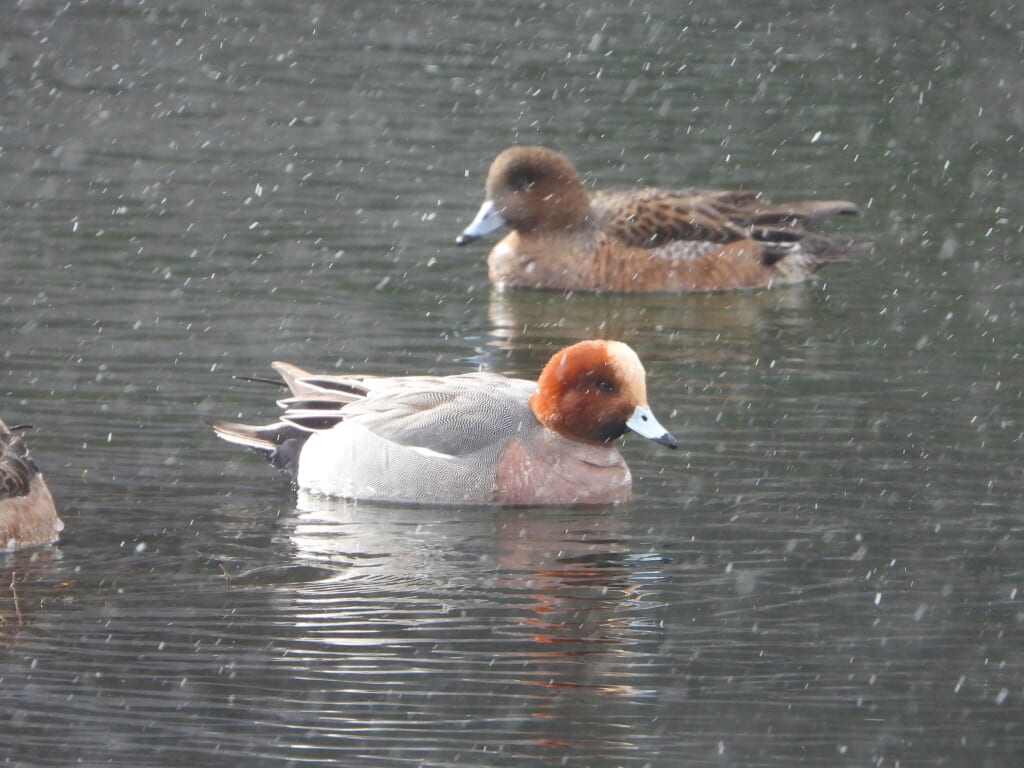 雪の中泳ぐヒドリガモ