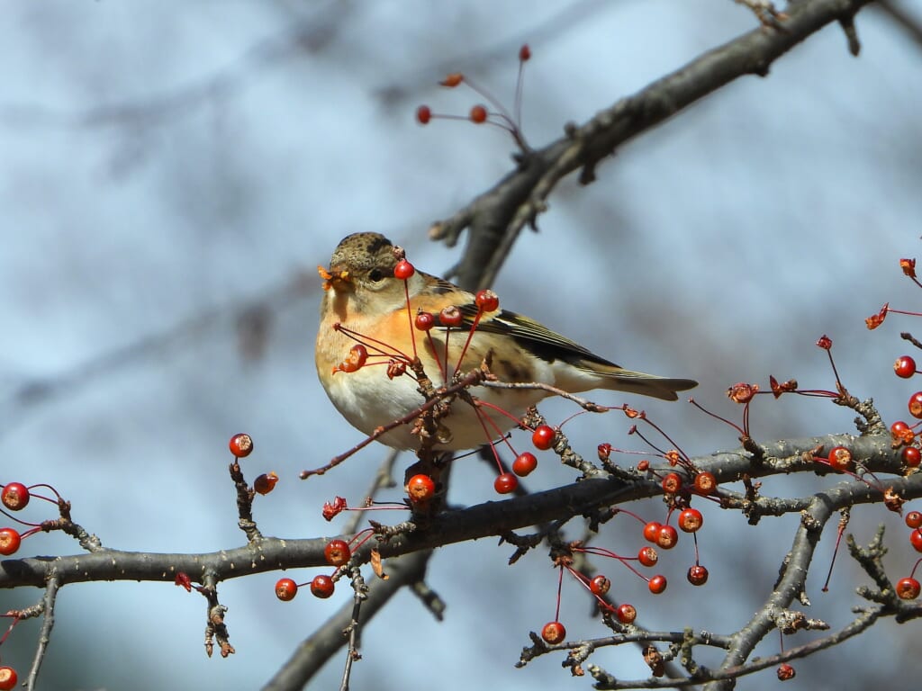 ズミの実を食べるアトリ