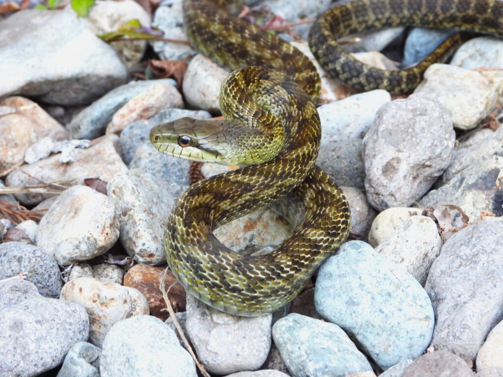 アオダイショウ