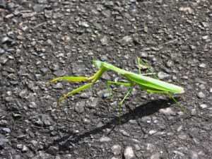 オオカマキリの成虫