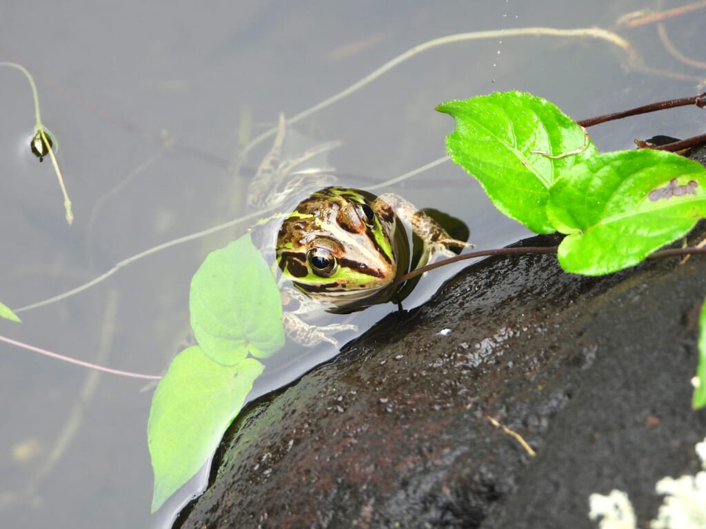 水中から顔を出すトウキョウダルマガエル