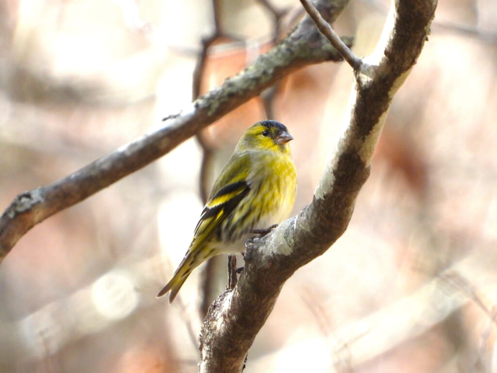 木にとまるマヒワ
